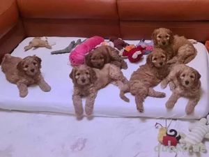 Super Cockapoo welpen 