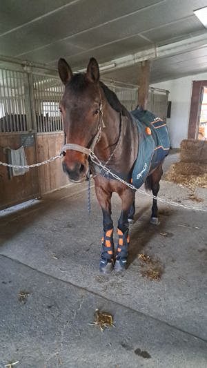 Bemer Horse Set zu verkaufen 