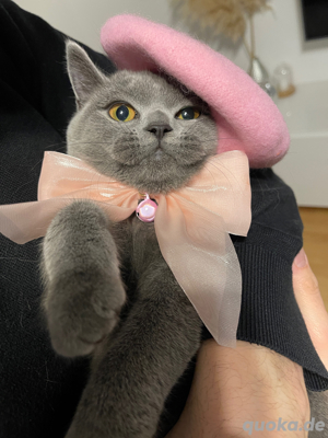 unsere liebevolle katze 