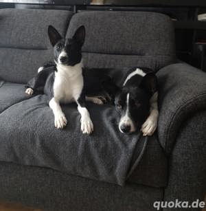 Basenji  Sie bellen nicht, sie stinken nicht. 
