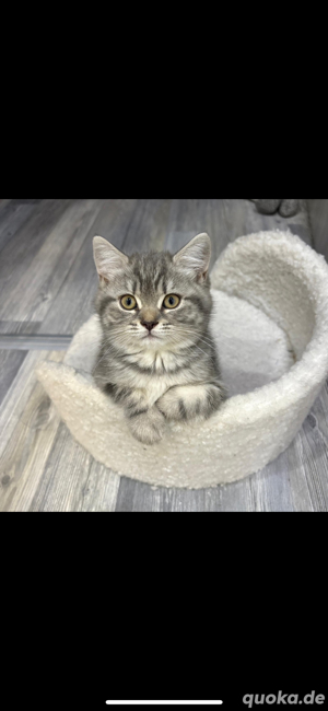 Katze