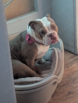 Old English Bulldog 