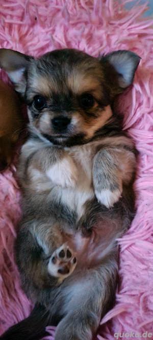 Chihuahua Welpe Langhaar  Mini 