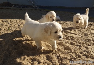 Golden Retriever Welpen Rüden 
