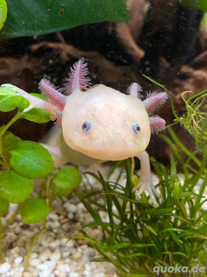 Axolotl (Weißling)