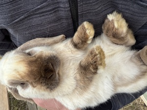 4 liebe Zwergkaninchen zu verkaufen Bild 2