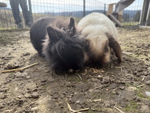 4 liebe Zwergkaninchen zu verkaufen Bild 4