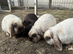 4 liebe Zwergkaninchen zu verkaufen Bild 3