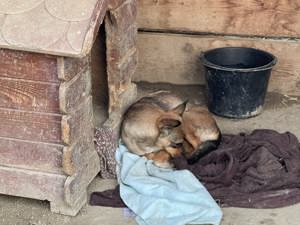 kleine Missy - wo ist mein Zuhause Bild 10