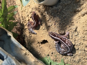 Leopardengeckos Fettschwanzgeckos
