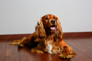 Deckrüde Cocker Spaniel