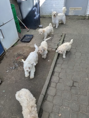 Bichon Malteser Welpen zu verkaufen