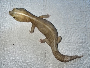 Hemitheconyx caudicintus 