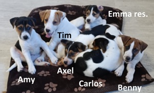 Parson ( Jack ) Russell Terrier Welpen zu verkaufen!
