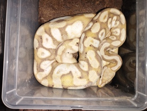 Königspython Python regius diverse 