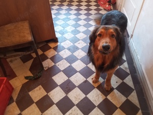 Familien Mischlings Hunde 