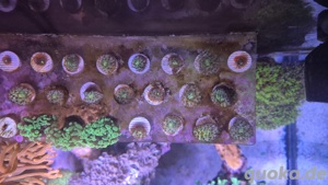 Meerwasser Aquarium Korallen Fungia Rainbow