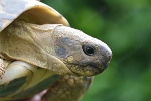 Griechische Landschildkröten (Testudo hermanni hermanni) 