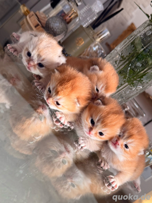 BKH kitten black golden- blue golden tabby reinrassige britisch kurzhaar mit Stammbaum von Züchter