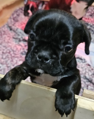 Verkaufe Fransösische Bulldoggen
