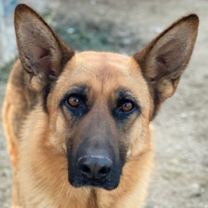 Wilma, geb. ca. 04 2021, lebt in GRIECHENLAND, im städt. Tierheim Serres