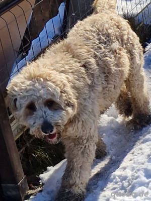 Goldendoodle