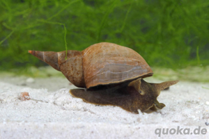 Lymnaea stagnalis, die Spitzschlammschnecke