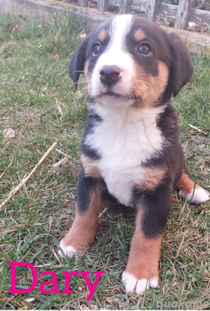 Appenzeller Sennenhund Welpen 