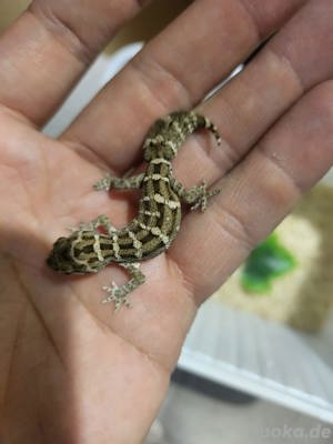 1.0 Rübenschwanz-Viperngecko 