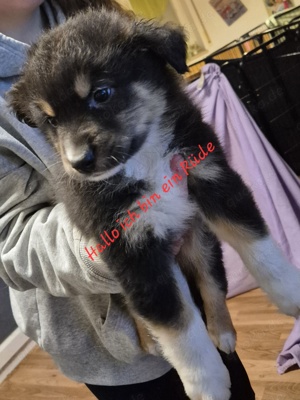 Australien sheperd puppys
