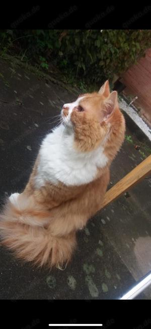 Ich suche für mein Katerchen Simba ( 9 Jahre ) schweren Herzens ein neues Zuhause 