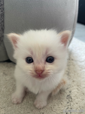 reinrassige heilige birma kitten
