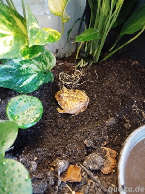 Albino Pacman 0.0.1