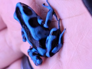 Dendrobates auratus 