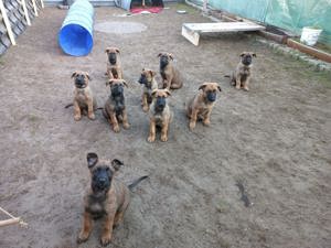 Schäferhund   Malinois   Shepinois
