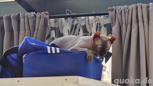 Elf Sphynx Deckkater