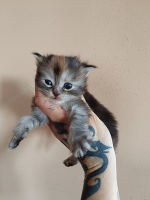 Perser Maine Coon Mix 