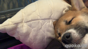 shipa inu welpe 