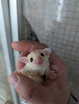 Gebe zwei junge Sugar Glider Weibchen ab