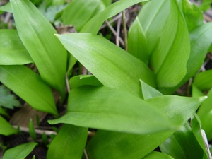 Bärlauch Blätter aus meinem Garten, Preis pro Kilogramm