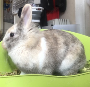 Zwei junge Kaninchen zu verkaufen