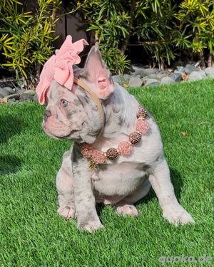 Männliche und weibliche französische Bulldoggenwelpen in meiner Nähe zu verkaufen, sie sind 10 Woche
