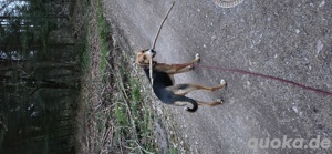 Mischlingshündin zu verkaufen  Bild 2