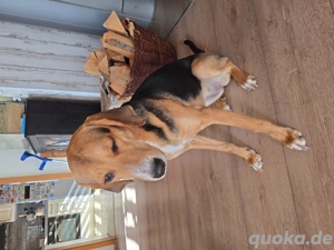 Mischlingshündin zu verkaufen  Bild 3