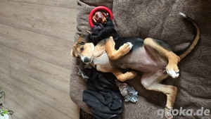 Mischlingshündin zu verkaufen  Bild 4