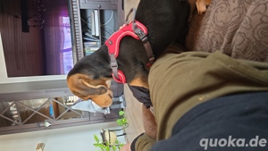 Mischlingshündin zu verkaufen  Bild 5