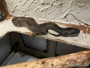 Boa Constrictor Imperator