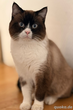 BKH Kater