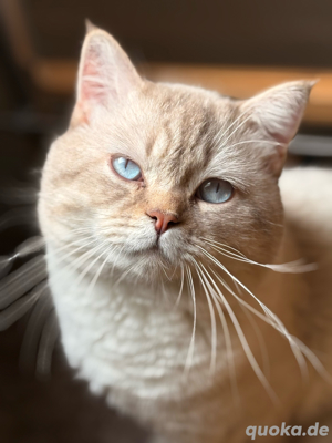 BKH Point Kater