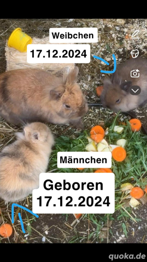 zwergkaninchen 